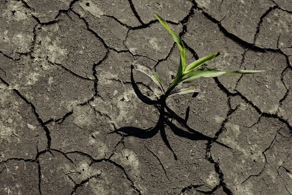 Dry cracked earth with plant struggling for life, drought