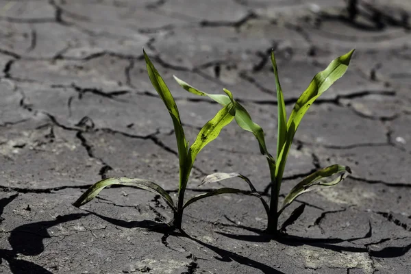 Dry cracked earth with plant struggling for life, drought