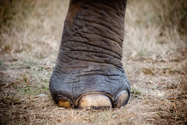 Elephant\'s Foot
