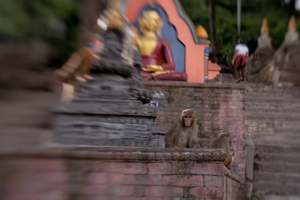Macaque monkeys at Swayambhunath monkey temple