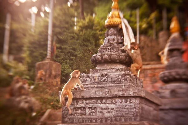 Macaque monkeys at Swayambhunath monkey temple