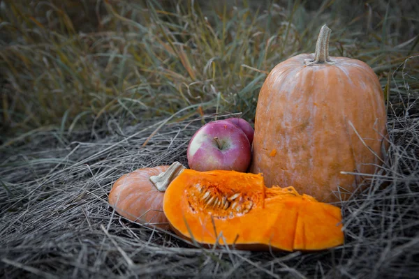 Pumpkin patch field with different typ of huge pumpkins for halloween or thanksgiving holiday.