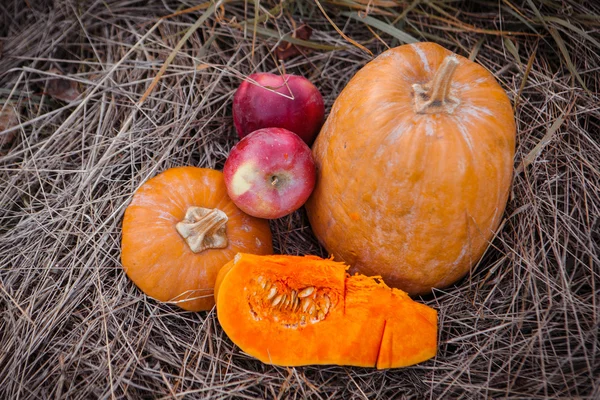 Pumpkin patch field with different typ of huge pumpkins for halloween or thanksgiving holiday.