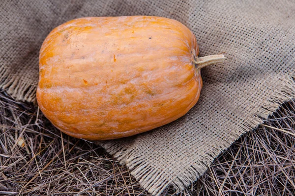 Pumpkin patch field with different typ of huge pumpkins for halloween or thanksgiving holiday.