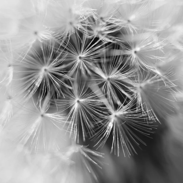 Dandelion inside,macro photography