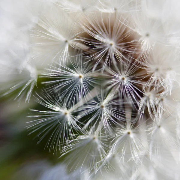 Dandelion inside,macro photography