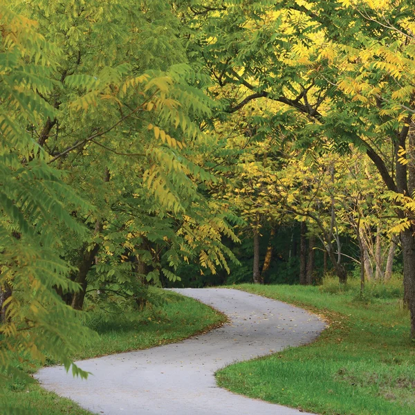 Walnut Trees In Autumnal Park, Large Detailed Landscaped Autumn Path Scene, Twisting Tarmac Walkway, Winding Asphalt Road Zigzag Perspective, Walnuts Parkland Pavement, Fall Solitude Concept, Green Lawn