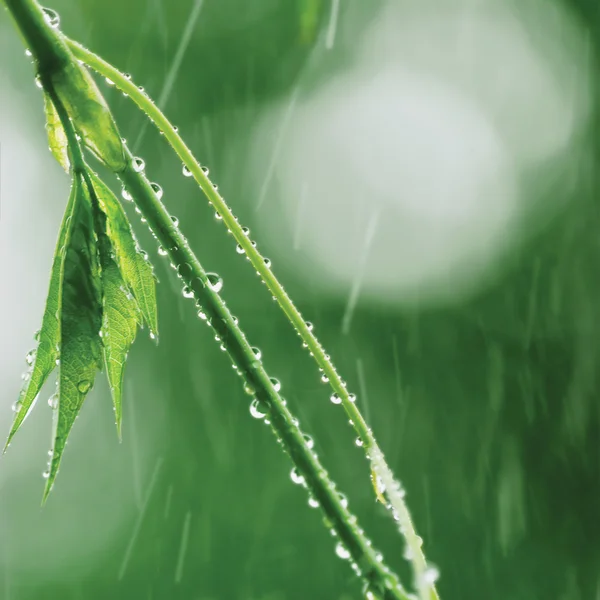 New Virginia Victoria Creeper Leaves Early Summer Rain Wet Fresh Leaf Rainy Day Background Large Detailed Vertical Parthenocissus Quinquefolia Five-leaved Five-finger Ivy Macro Closeup Pattern Bokeh