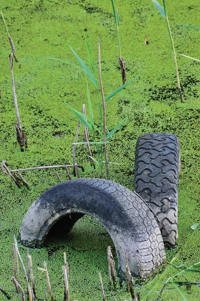 Discarded old tyres in contaminated pond puddle, water pollution concept, vertical green sweet grass duckweed manna-grass background texture pattern, gentle textured bokeh contamination metaphor
