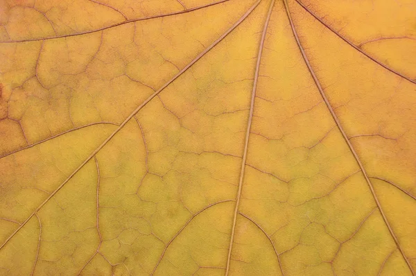 Fallen golden yellow maple leaf texture pattern, autumn fall grunge vintage herbarium abstract background, large detailed horizontal grungy textured vivid copy space macro closeup