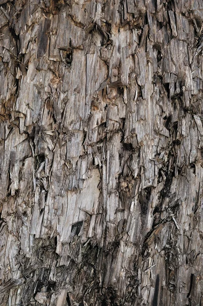 Natural Weathered Grey Taupe Brown Cut Tree Stump Texture, Large Vertical Detailed Wounded Damaged Vandalized Gray Lumber Background Wood Macro Closeup, Dark Black Textured Cracked Wooden Patter
