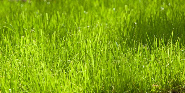 Field of bright green grass