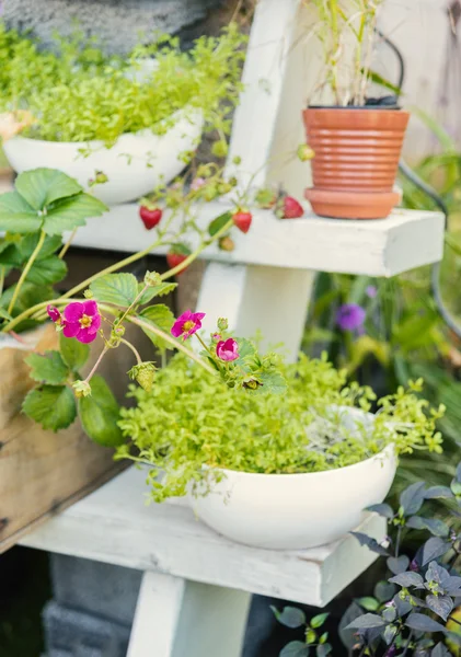 Garden plant stand