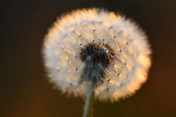 Dandylion In Sunlight with Seeds Detail