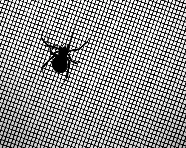 Black Widow Spider on Screen