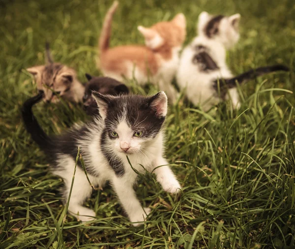 Baby cats playing in the grass