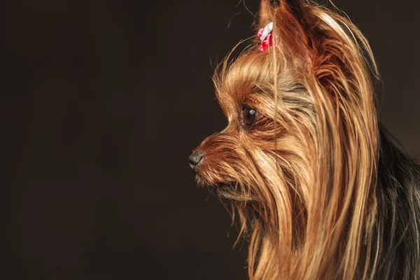 Side view of an adorable yorkie puppy looking to something