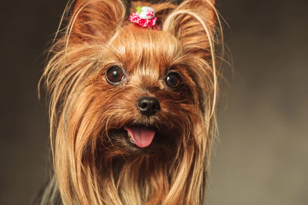 Closeup picture of a happy little yorkshire terrier puppy dog fa