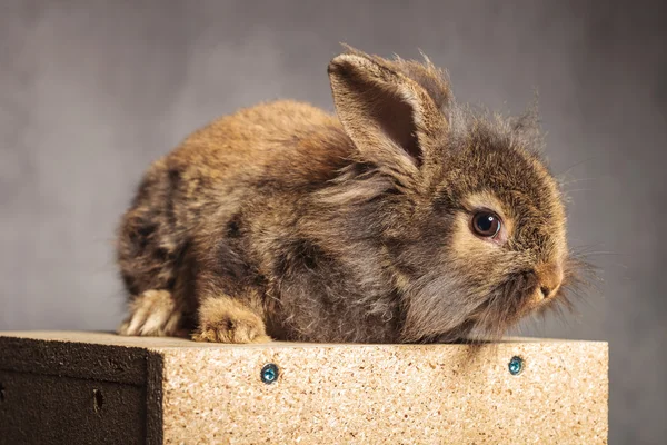 Side view of a adorable brown lion head rabbit bunny