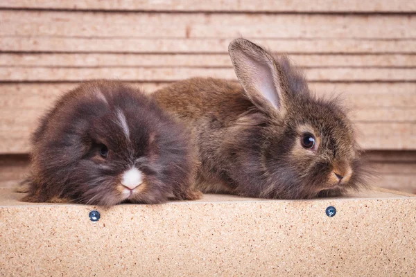 Side view of two adorable lion head rabbit bunnys lying