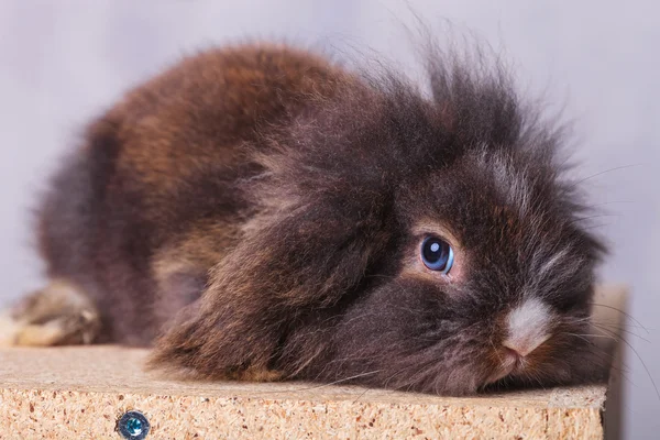 Cute lion head rabbit bunny looking at the camera