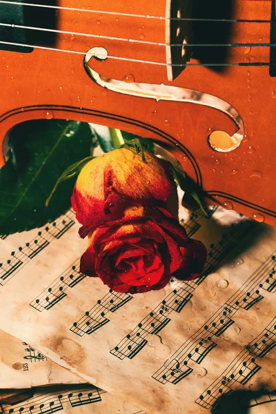 Violin sheet music and rose