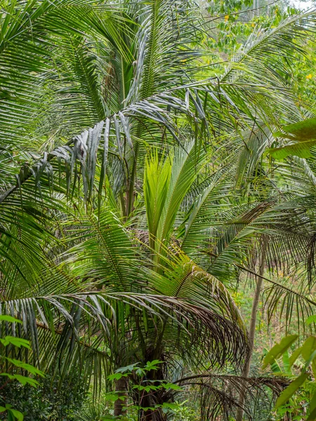 Beautiful landscape of humid tropical jungle