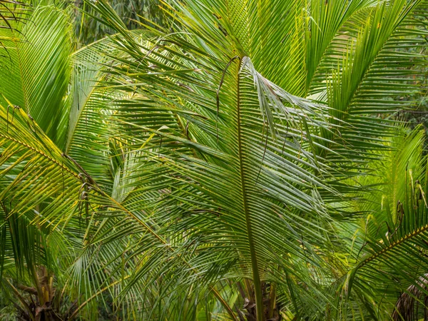 Beautiful landscape of humid tropical jungle