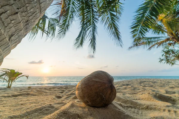 Coconut tree on the beach at sunset