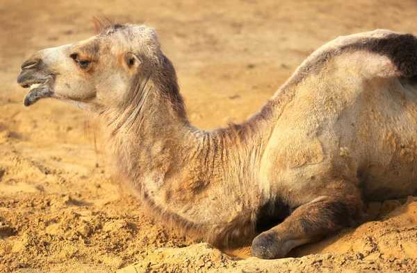 Camel sit in sand in desert
