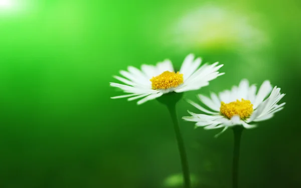 White daisy with green background