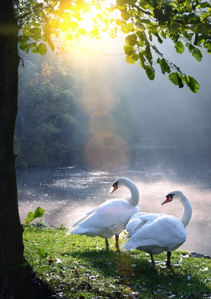 Two swans in beautiful landscape lake and sunbeam