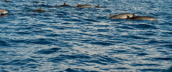 Dolphins in Pacific Ocean