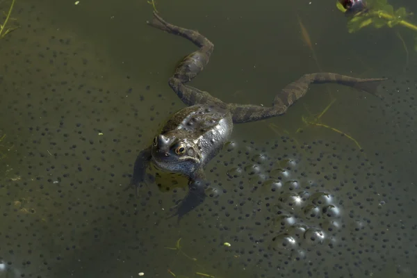Frogs and spawn on pond