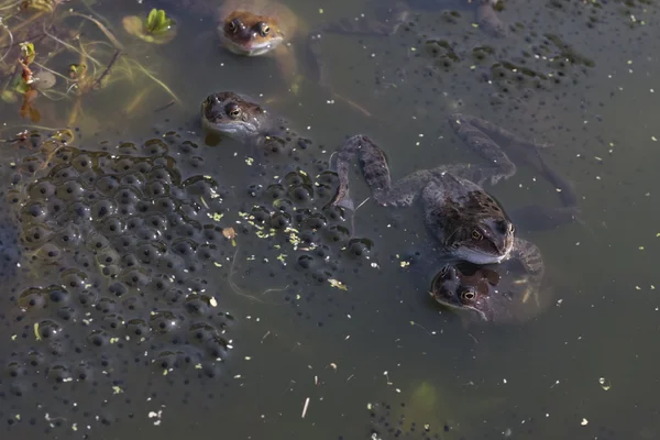 Common frog with spawn