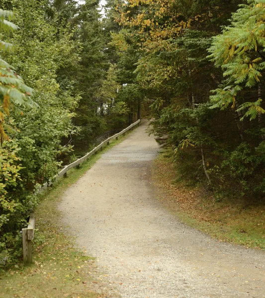 Gravel path in woods