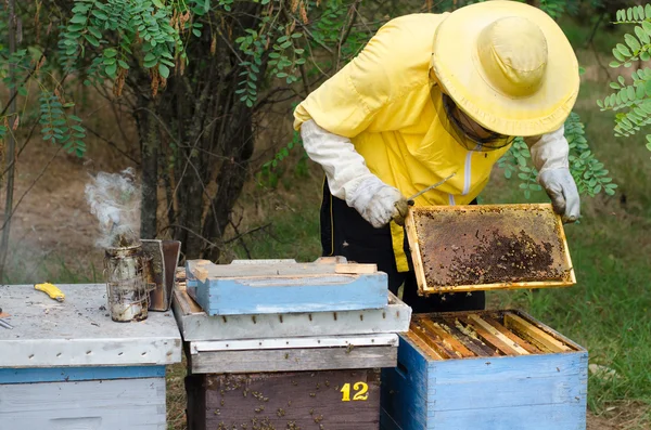 Experienced beekeeper inspecting health state of apiary
