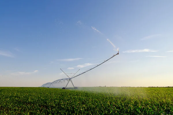 Agricultural irrigation system watering field of green corn