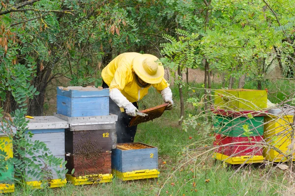 Experienced beekeeper inspecting health state of apiary at end of summer