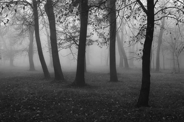 Creepy forest in the autumn fog