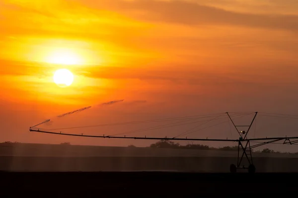 Irrigation system watering wheat fields at summer sunset while sun shines through clouds