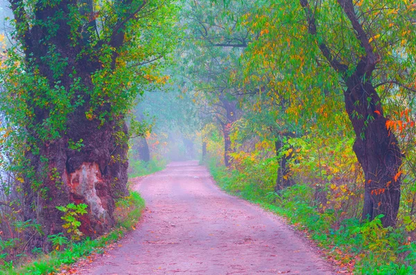 Beautiful cross processed autumn landscape showing road through forest