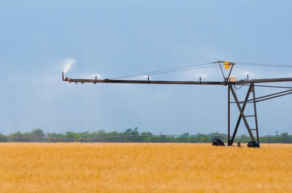 Irrigation system on the wheat field on sunny summer day