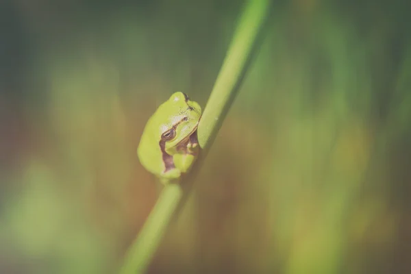 Tree frog - common rush - top view