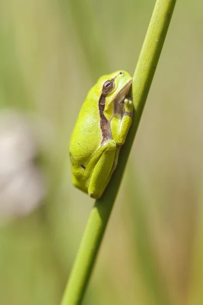 Tree frog - common rush - sideview