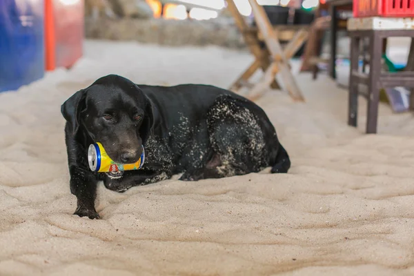 Black dog with a can of Lipton tea.