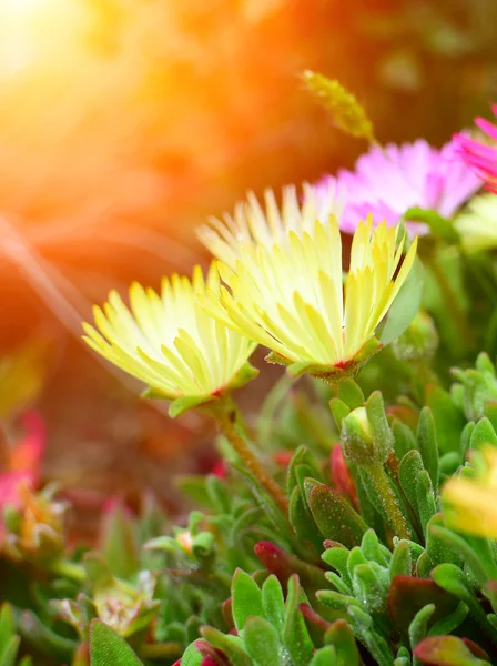 Detail of flowers