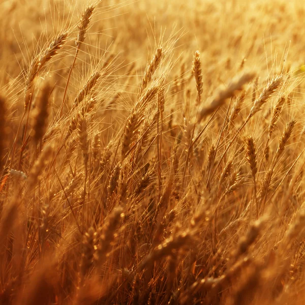Ripening ears of wheat field