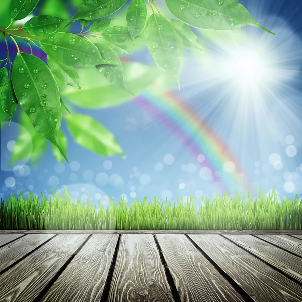 Spring nature background with grass