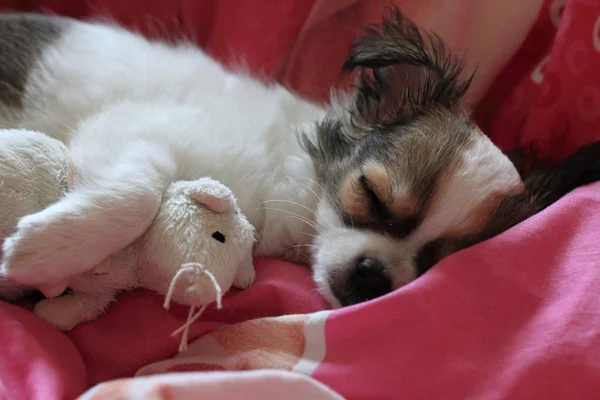 Longwoolled chihuahua puppy sleeping with her mouse